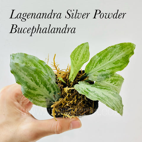 Bucephalandra Lagenandra Silver Powder (Emerse)