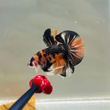 Orange Tiger Copper Koi (Male)