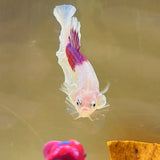 Rare! Lavender-Pink Tancho Snowflake Koi (Male)