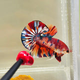 BIG-Tail Metallic Multicolour (Male)
