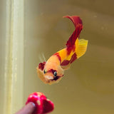 Rare! “Ronald McDonald” Nemo Candy (Male)