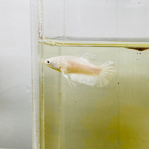 Platinum White (Female)