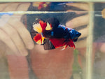 Headgear Black Candy (Male)