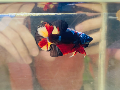 Headgear Black Candy (Male)