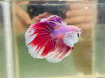 Pink Dumbo Halfmoon (Male)