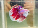 Pink Dumbo Halfmoon (Male)