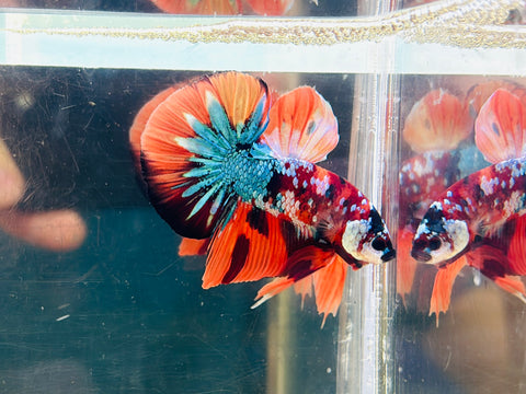 BIG-Tail Galaxy Candy (Male)