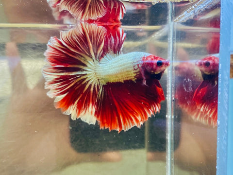 Red Dragon Rosetail (Male)