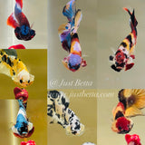 New Arrivals (Male) $80-$120 each