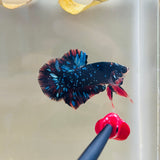 Blue BlackStar Avatar (Male)