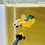 Unique! Panda Yellow Fancy Junior (Male)