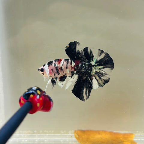 Dalmatian Copper Koi Junior (Male)