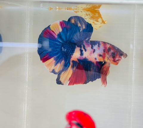 Fancy Candy GIANT (Male)