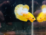 “Pikachu” Yellow Fancy Junior (Male)