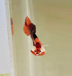 Tancho Nemo Candy Koi (Male)