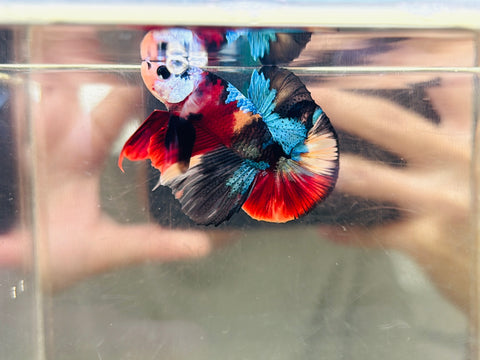 Multicolour Candy Koi (Male)
