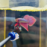 Rare! Lavender Spadetail Splenden Junior (Male)