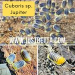 Cubaris sp. “Jupiter” Isopod