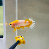 Rare! Yellow Koi Startail (Male)