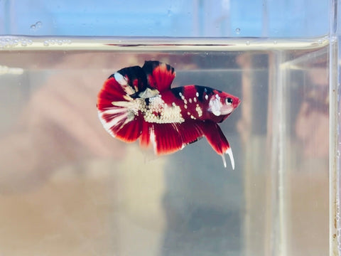 Ironman Copper Koi (Male)