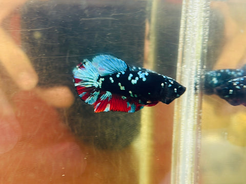 BlackStar Avatar (Female)