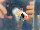 Metallic Copper Koi Junior (Male)