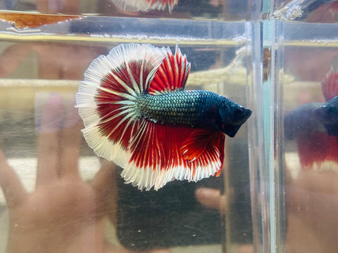 Red Copper Butterfly Halfmoon (Male)