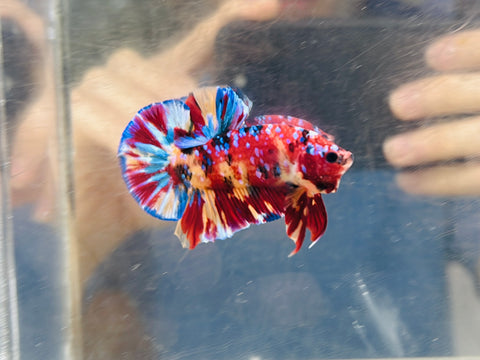 Top-Quality Galaxy Multicolour (Male)