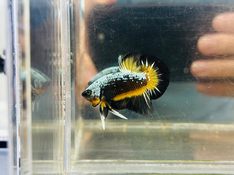 Rare! Black-Yellow Butterfly Samurai (Male)
