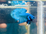 Turquoise Junior (Male)