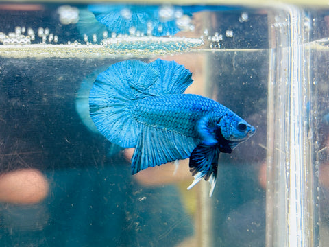 Turquoise Junior (Male)