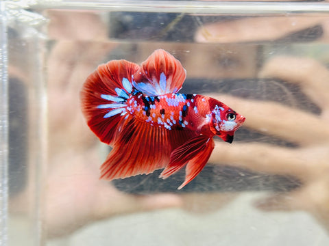 Galaxy Candy (Male)