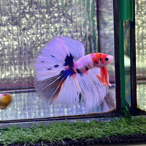 Rare! Tancho Snowflake Fancy Halfmoon (Male)