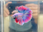 Pink Mascot Halfmoon (Male)
