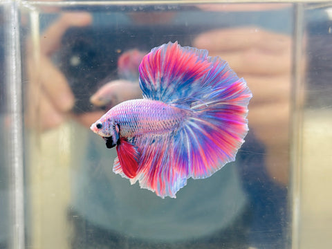 Pink Mascot Halfmoon (Male)