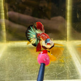 Tancho Metallic Galaxy Koi (Male)