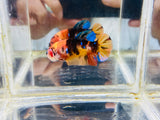 Orange Blue Koi 3 (Female)