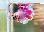 Pink Dumbo Halfmoon (Male)