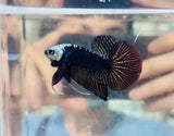 BIG-Tail Copper Samurai Alien Hybrid (Male)