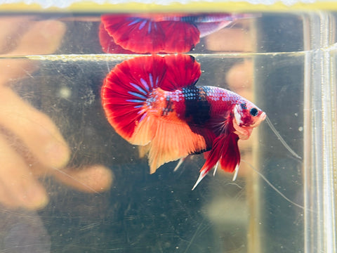 Purple Helmet | Candy Koi (Male)