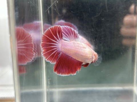 Lavender Halfmoon (Female)