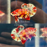 Fire Copper Candy (Male)