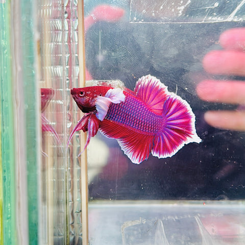 Rare! Lavender Spadetail Dumbo (Male)