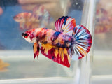 Multicolour Giant Junior (Male)