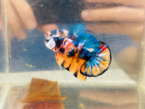 Orange Galaxy Koi (Male)