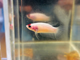 Tancho (Female)