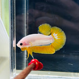 Rare! Yellow Koi “Pikachu” (Male)