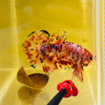 Top-Quality! Fireworks Marble Koi Giant (Male)