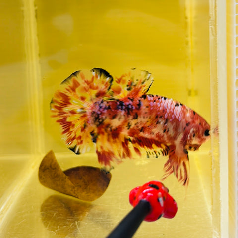 Top-Quality! Fireworks Marble Koi Giant (Male)