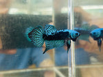 Turquoise Green Alien Samurai (Male)